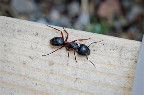 wie bekomme ich ameisen aus dem hochbeet